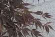 Acer palmatum 'Burgundy Lace': Bild 3/3