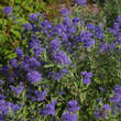 Caryopteris cland. 'Blauer Spatz': Bild 5/5