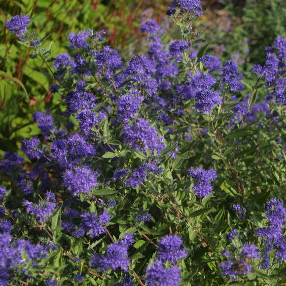 Caryopteris clandonensis 'Blauer Spatz': Bild 5/5 Caryopteris clandonensis 'Blauer Spatz': Bild 5/5