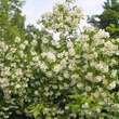 Philadelphus coronarius: Bild 3/3