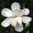 Magnolia loebneri 'Merrill': Bild 2/8