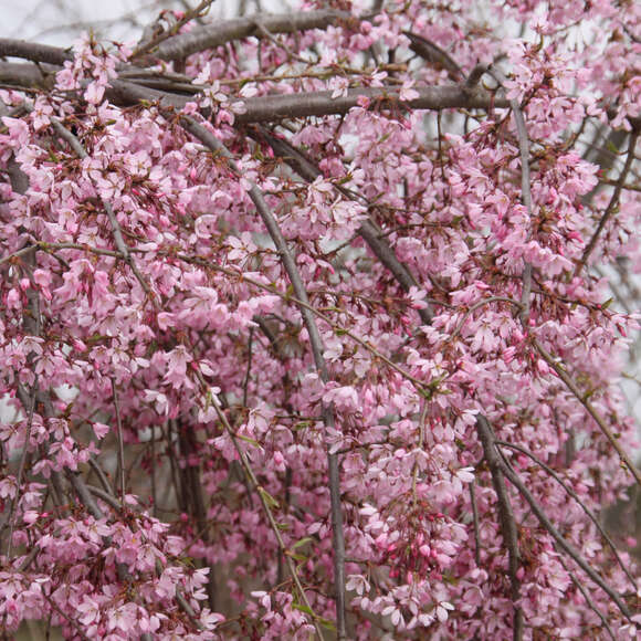 Prunus pendula 'Pendula Rubra': Bild 8/11 Prunus pendula 'Pendula Rubra': Bild 8/11