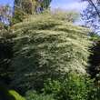 Cornus alternifolia 'Argentea': Bild 4/4