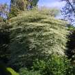 Cornus alternifolia 'Argentea': Bild 3/3