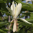 Magnolia tripetala: Bild 1/3