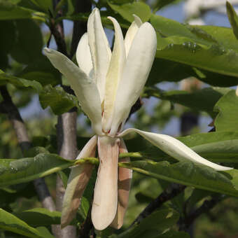 Magnolia tripetala