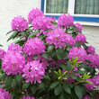 Rhododendron 'Catawbiense Grandiflorum': Bild 5/5