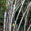 Rubus thibetanus 'Silver Fern': Bild 4/6