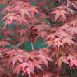Acer palmatum 'Shin-deshojo': Bild 3/6