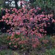 Euonymus planipes: Bild 4/5