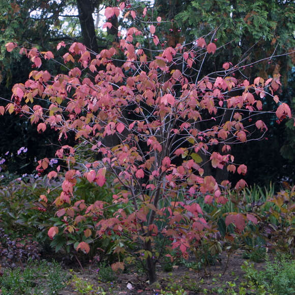 Euonymus planipes: Bild 4/5 Euonymus planipes: Bild 4/5