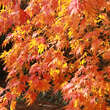Acer palmatum 'Omuryama'      H125+: Bild 3/5
