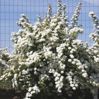 Spiraea vanhouttei: Bild 4/5