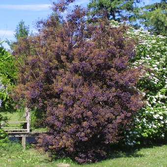 Cotinus coggygria 'Royal Purple': Bild 6/9