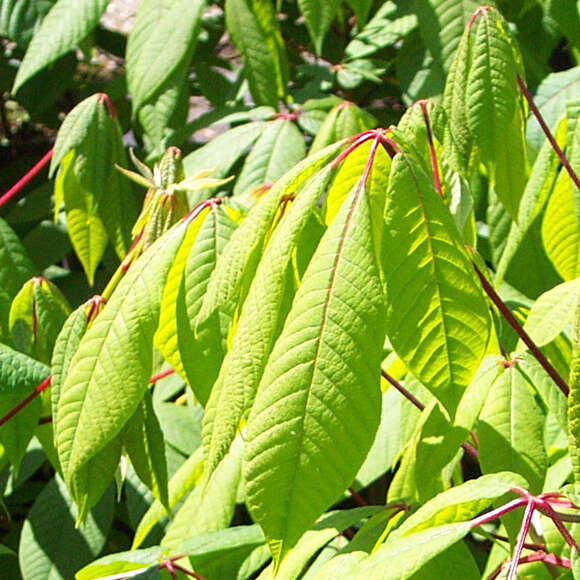 Aesculus parviflora: Bild 3/8 Aesculus parviflora: Bild 3/8