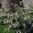 Spiraea cantoniensis 'Lanceata': Bild 4/6