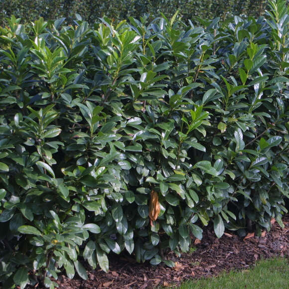 Prunus laurocerasus 'Mari': Bild 3/4