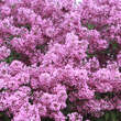 Syringa chinensis 'Saugeana': Bild 2/5