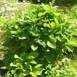 Quercus pontica: Bild 5/6
