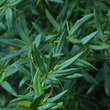 Berberis gagnepainii lanceifolia: Bild 2/4