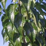 Maclura pomifera 'Inermis' - Stachelloser Osagedorn