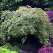 Acer palmatum 'Omuryama'      H125+: Bild 5/5