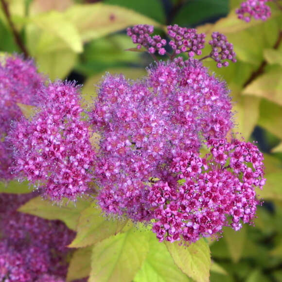 Spiraea japonica 'Goldflame': Bild 3/5 Spiraea japonica 'Goldflame': Bild 3/5