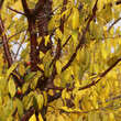 Prunus serrula: Bild 3/8