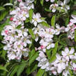 Malus 'Pom zai': Bild 2/7