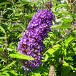 Buddleja davidii 'Purple Emperor': Bild 1/2