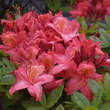 Azalea Großblumig - rosa: Bild 5/5