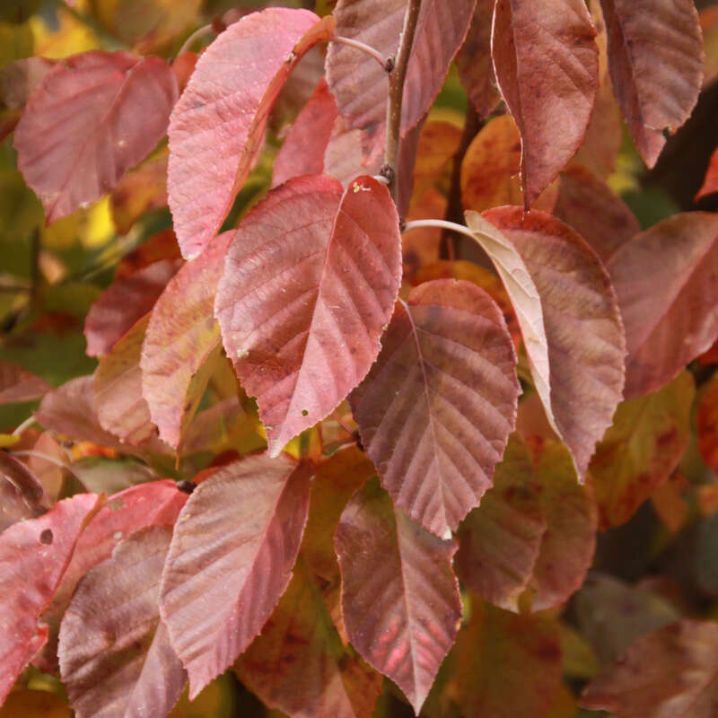 Malus Tschonoskii Wikipedia