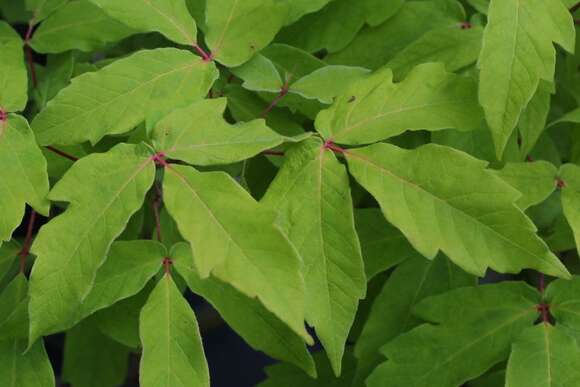 Acer triflorum: Bild 3/7