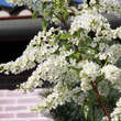 Prunus padus 'Le Thoureil': Bild 3/4