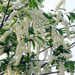 Prunus padus 'Watereri': Bild 3/4