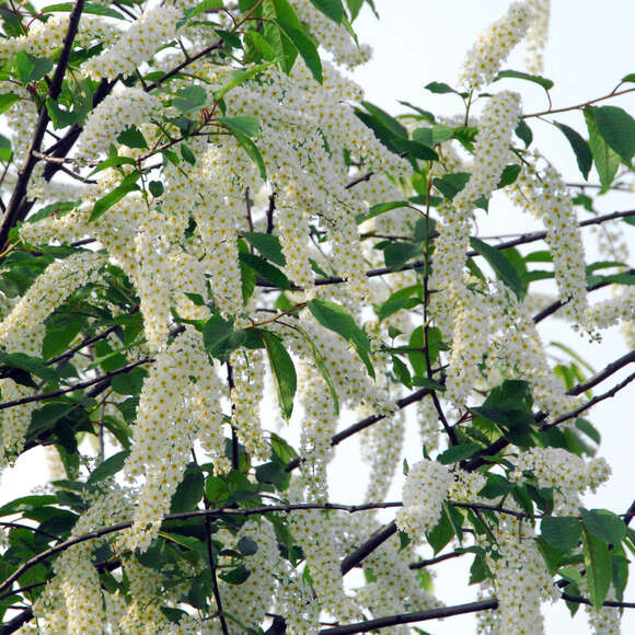 Prunus padus 'Watereri': Bild 3/4