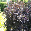 Sambucus nigra 'Black Beauty': Bild 3/4