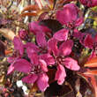 Malus 'Nicoline': Bild 2/7