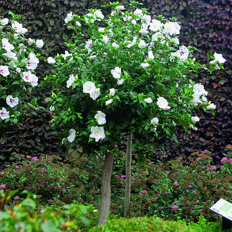 Eibisch Hibiscus syriacus 'Diana' weiß