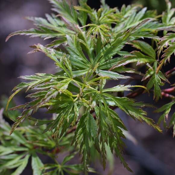 Acer palmatum 'Seiryu': Bild 2/4