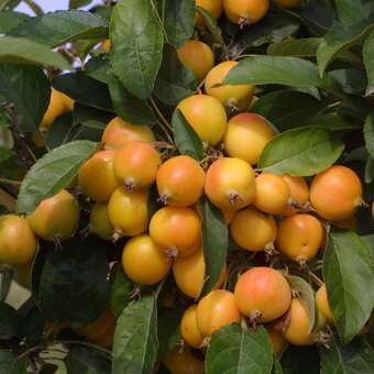 Malus 'Golden Hornet': Bild 5/8