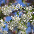 Prunus eminens 'Gloriette': Bild 2/4