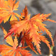 Acer palmatum 'Ki-hachijo': Bild 4/5
