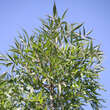 Fraxinus angustifolia 'Raywood': Bild 2/3