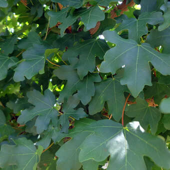 Acer campestre 'Elsrijk': Bild 2/7