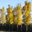 Acer platanoides 'Columnare': Bild 8/9