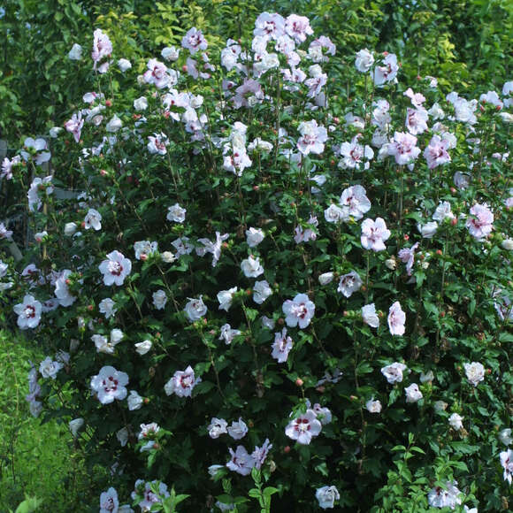 Hibiscus syriacus 'Speciosus': Bild 3/3 Hibiscus syriacus 'Speciosus': Bild 3/3
