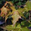 Acer 'Pacific Sunset': Bild 4/6