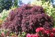 Acer palmatum 'Crimson Queen': Bild 3/7