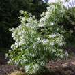 Chionanthus retusus: Bild 12/12